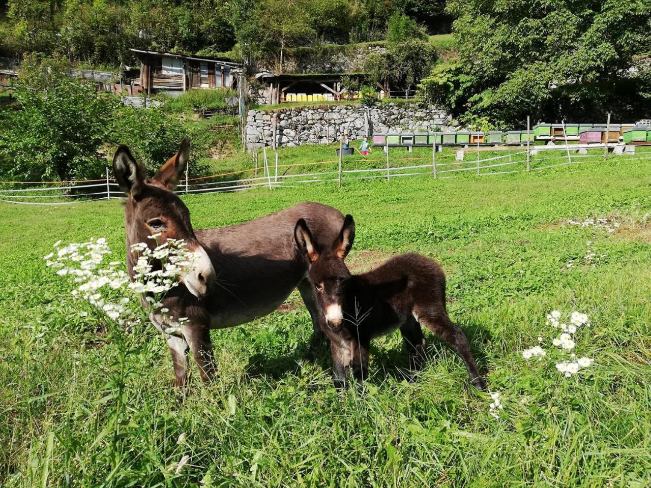 Agriturismo Dalla Natura La Salute Giustino Kültér fotó